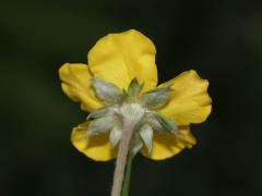 flower, picture from below